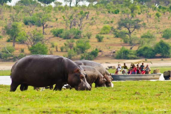 A heard of hippos graze on Kasikili Island, in the Chobe River, as tourists watch from a small river boat.