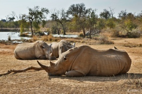 Rhinos resting in Hlane Royal National Park, in Swaziland